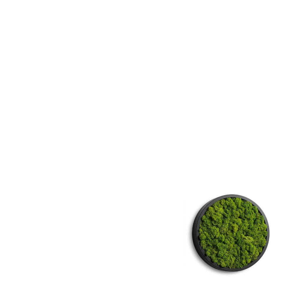 Moos-Punkt